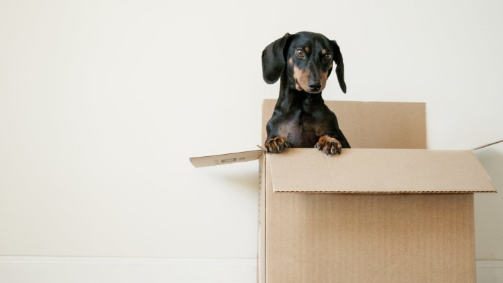 Moving Boxes: 10 Tips You Didn't Know You Needed