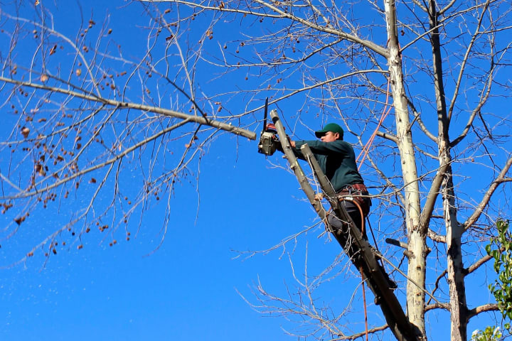 maintain your trees